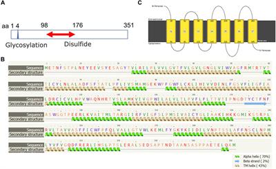 Molecular Structure, Expression and Role of TAFA4 and its Receptor FPR1 in the Spinal Cord